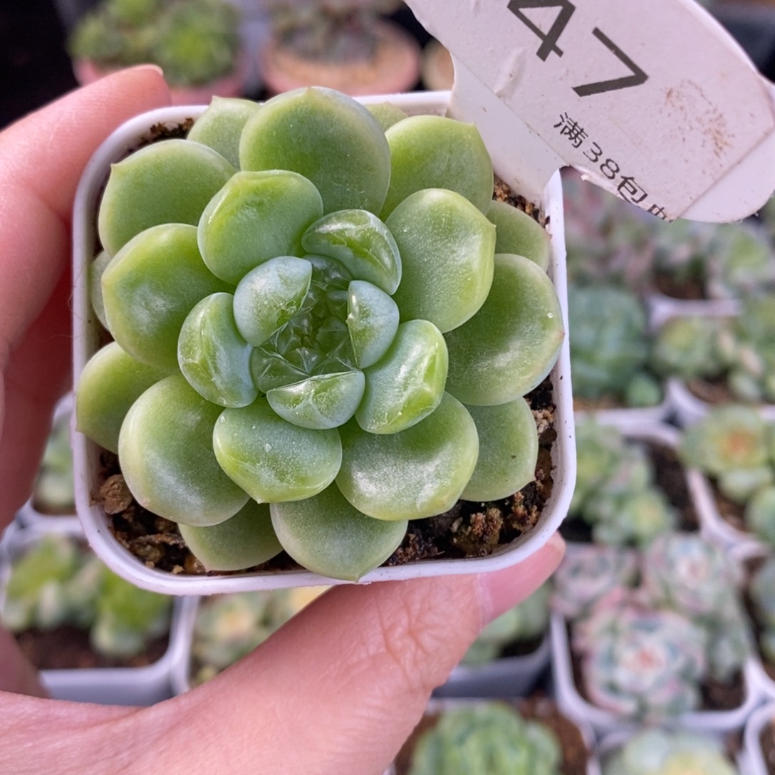 财富密码单头一颗47号