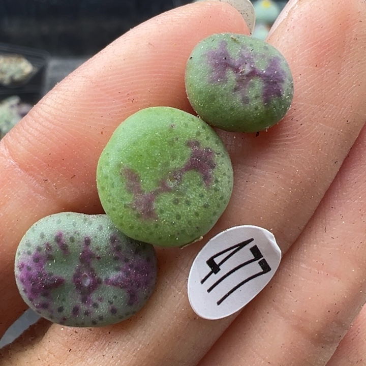 477号双11福利价格不代表平时价格