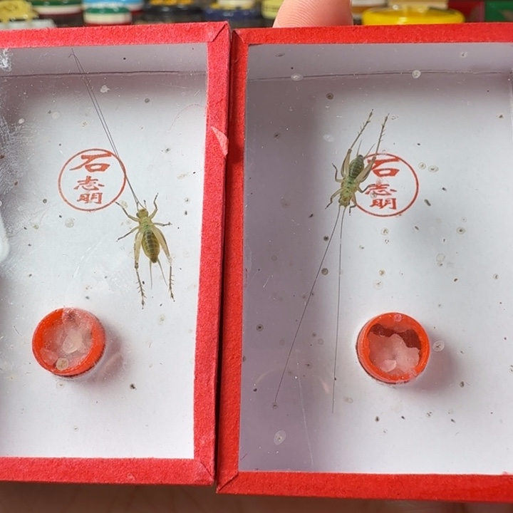 蟋蟀石老师冬黄龄长须2只合适