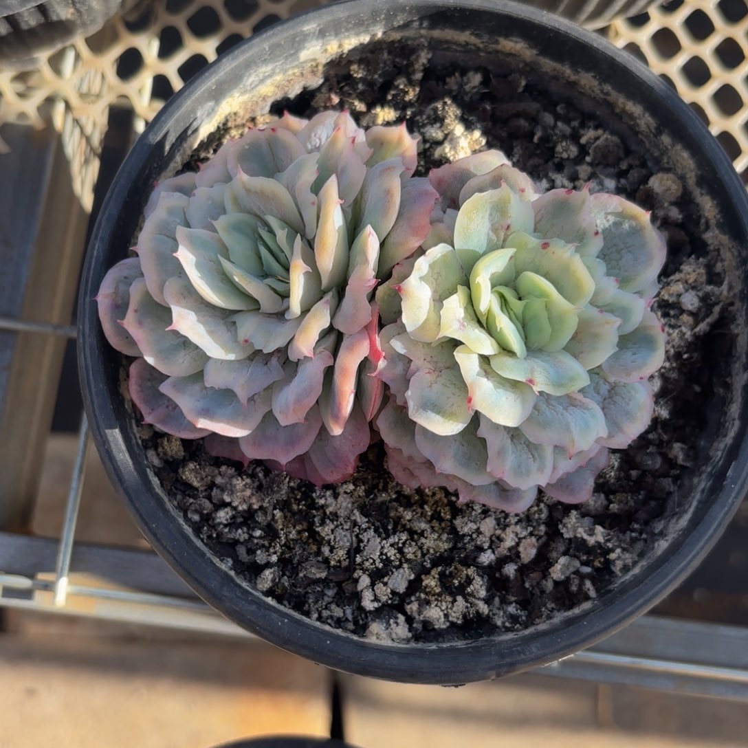 清***蟹哈哈哈宝贝宝贝宝贝宝贝吧