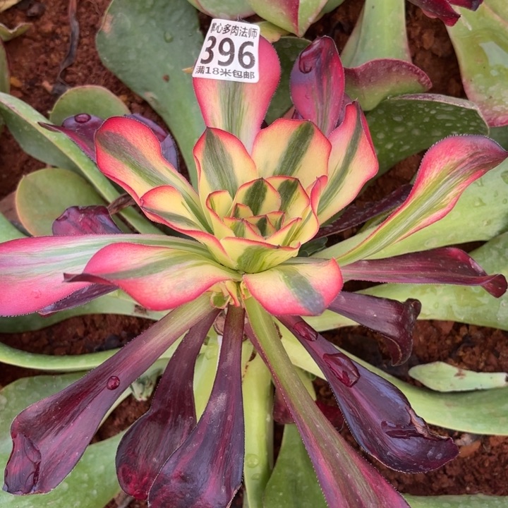 396巫毒超白锦掌心多肉法师锦