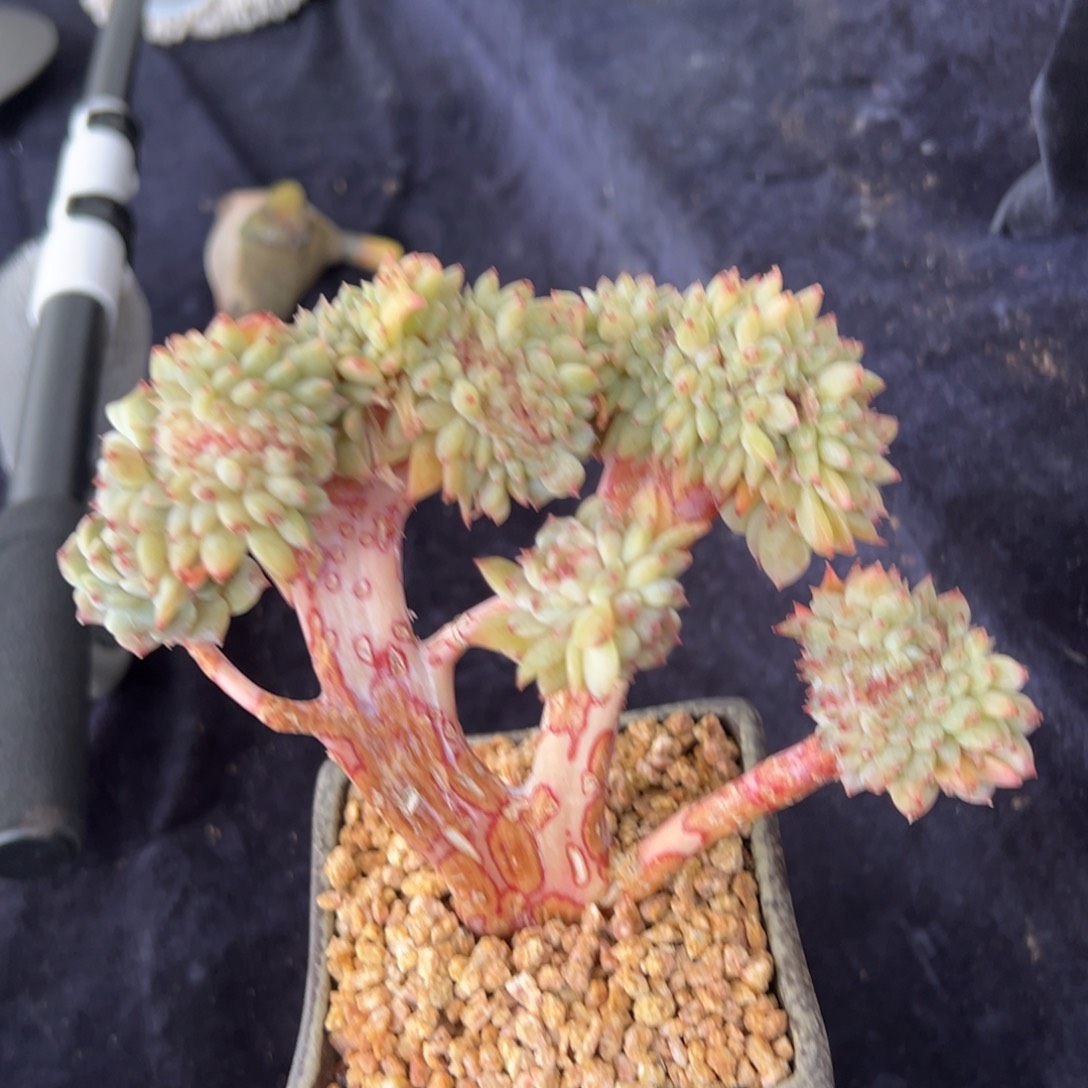 新年快乐 新年快乐 新年快乐