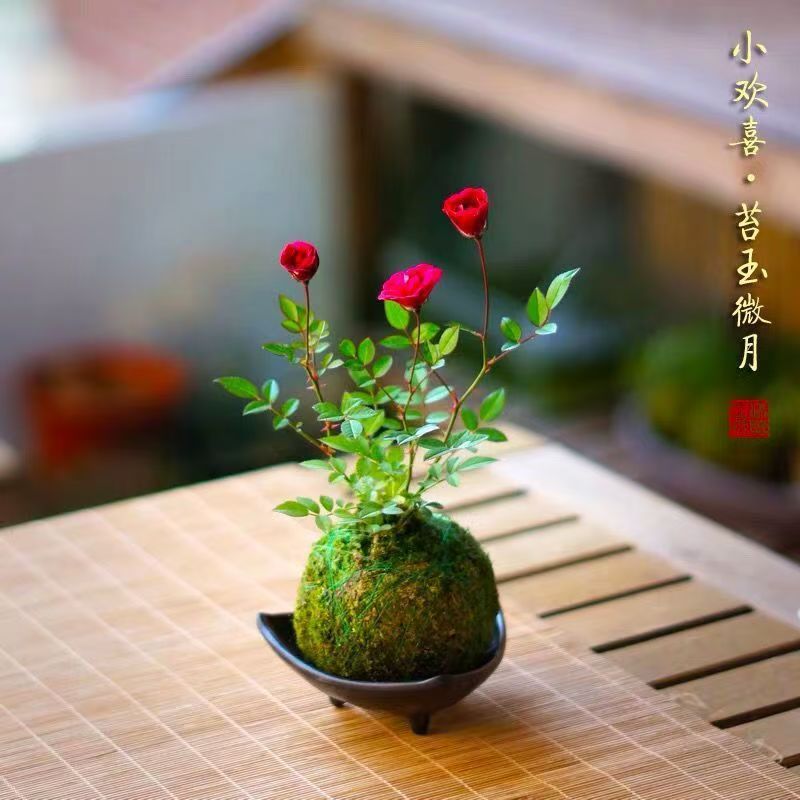 带花苞迷你超微型月季玫瑰四季开花姬月季苔藓球阳台窗台桌面花卉