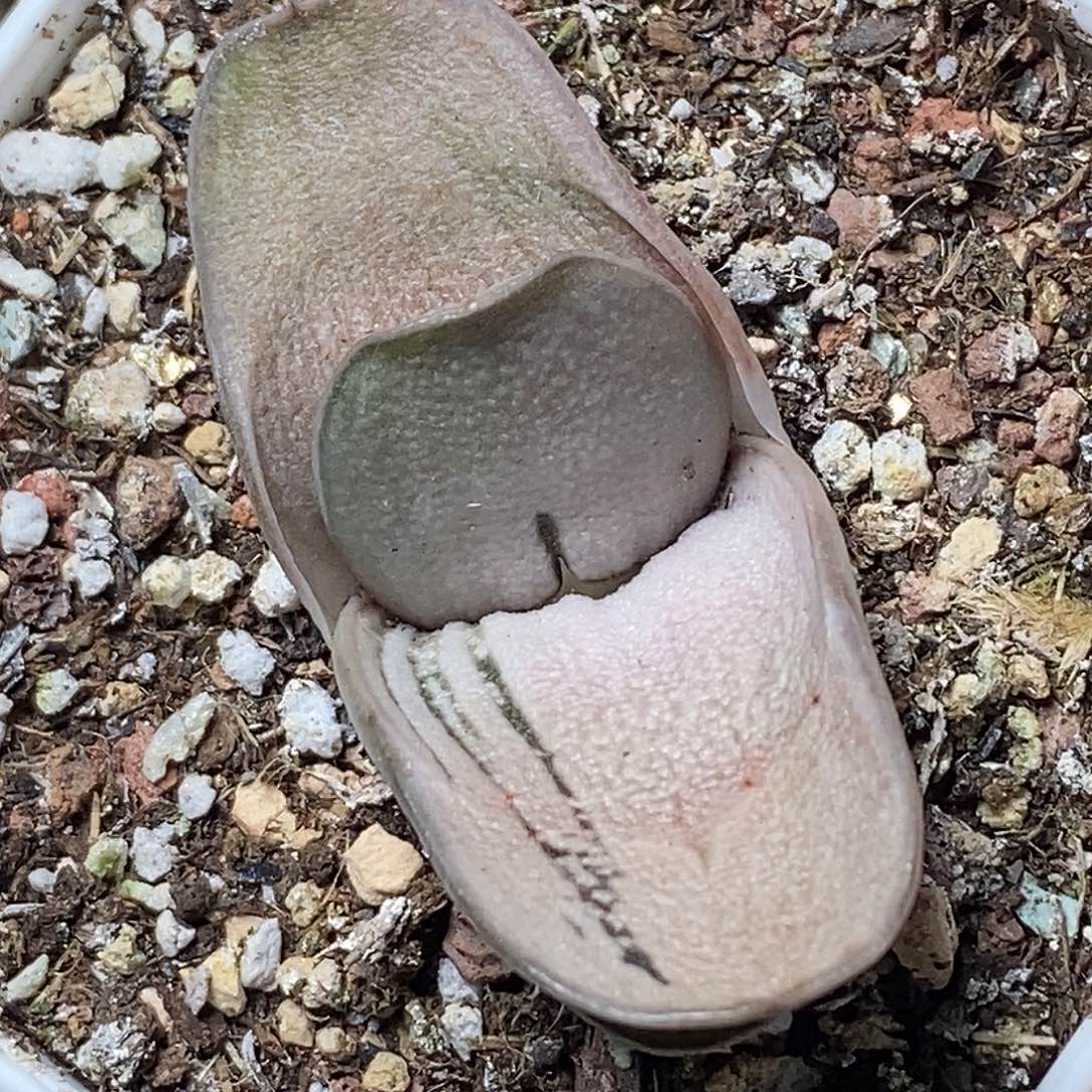 不带盆脱土裸根发货（实生）