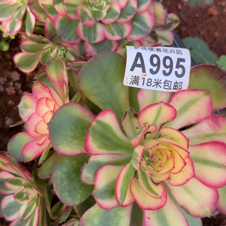 多肉法师淘宝福利