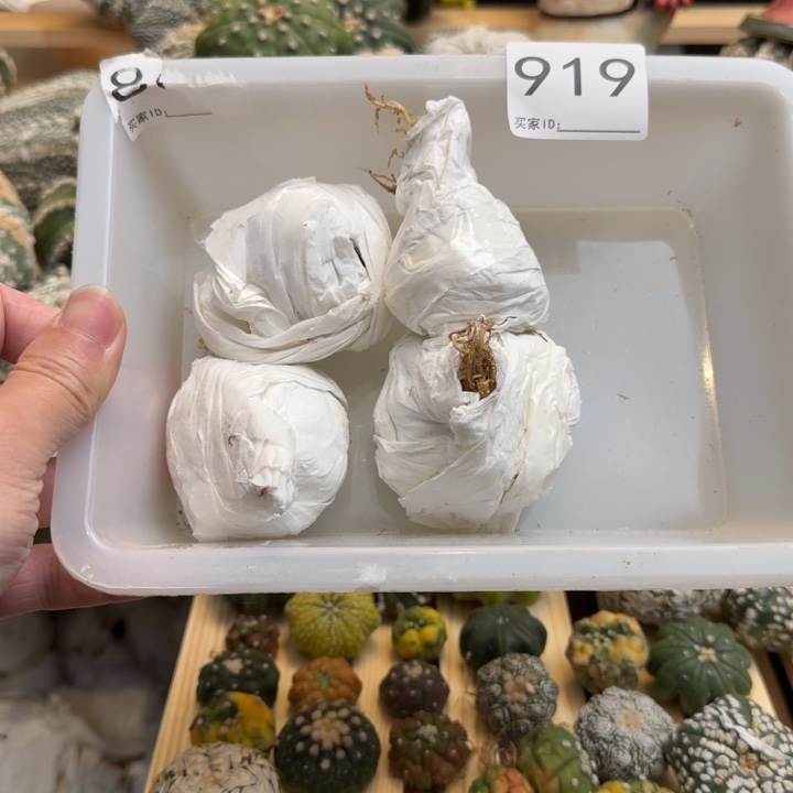 兜星球仙人球919号