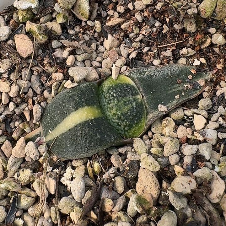 特选3号母本密白珍珠卧牛锦实生苗