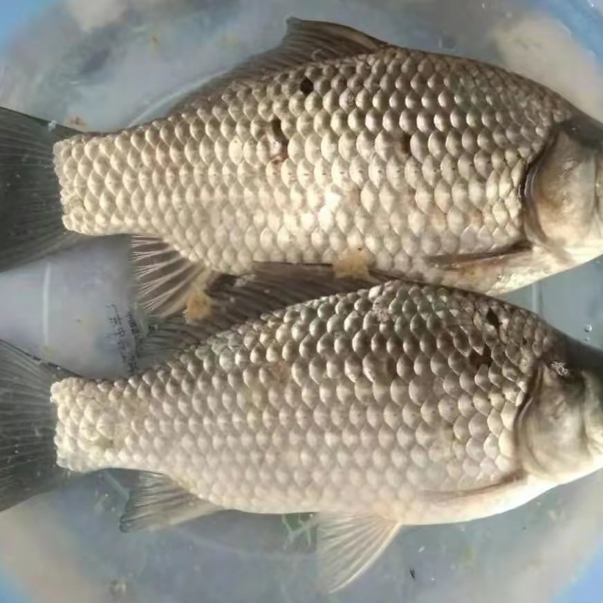 重庆中科5号鲫鱼 水族活体鱼