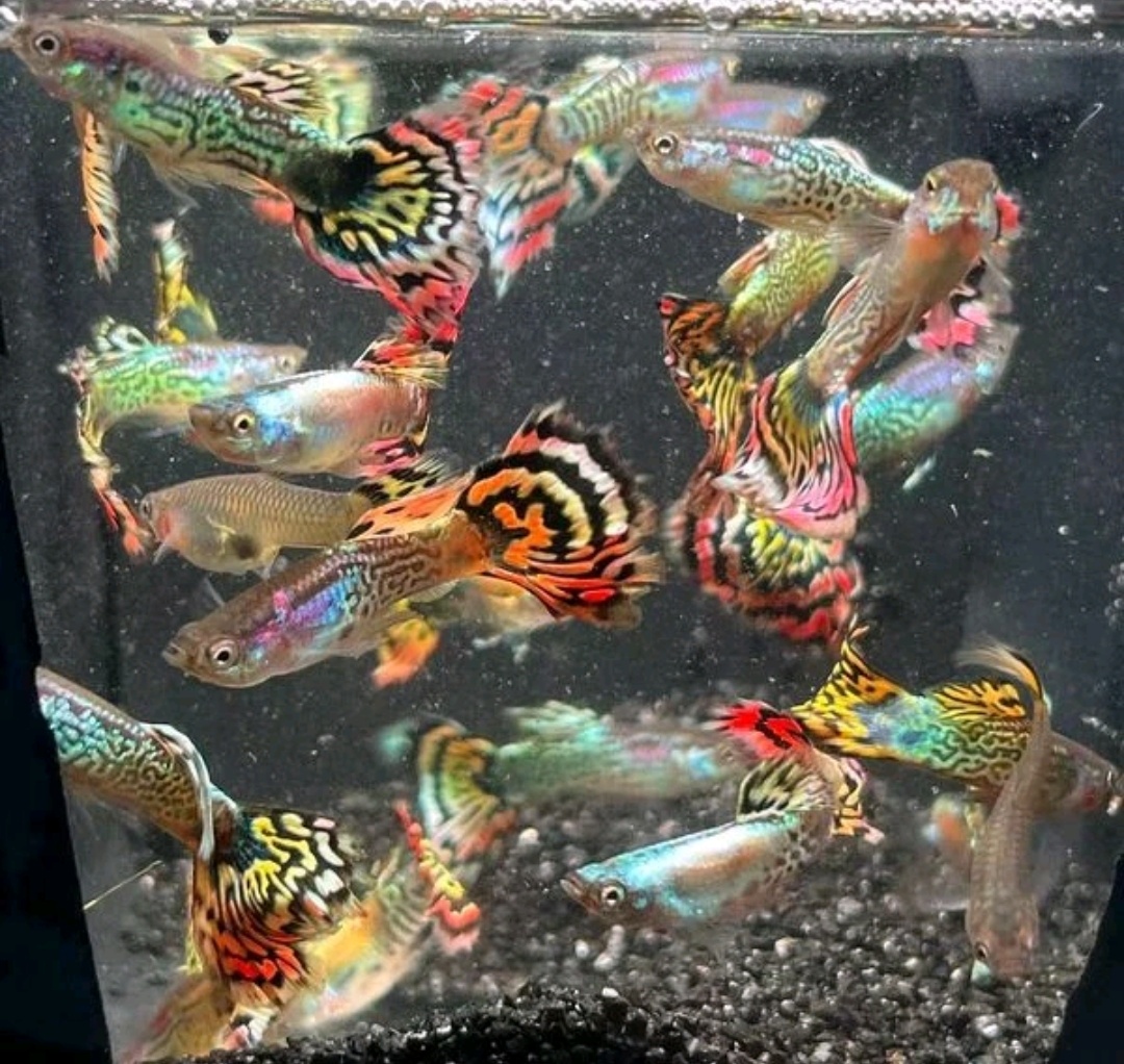花老虎孔雀鱼小精品小型鱼好养新手养殖耐活淡水
