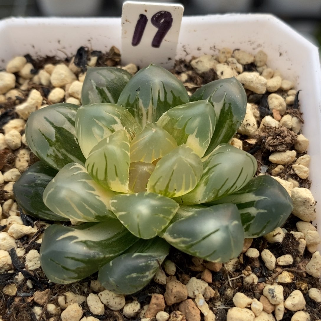 19水中月玉露锦一物一拍