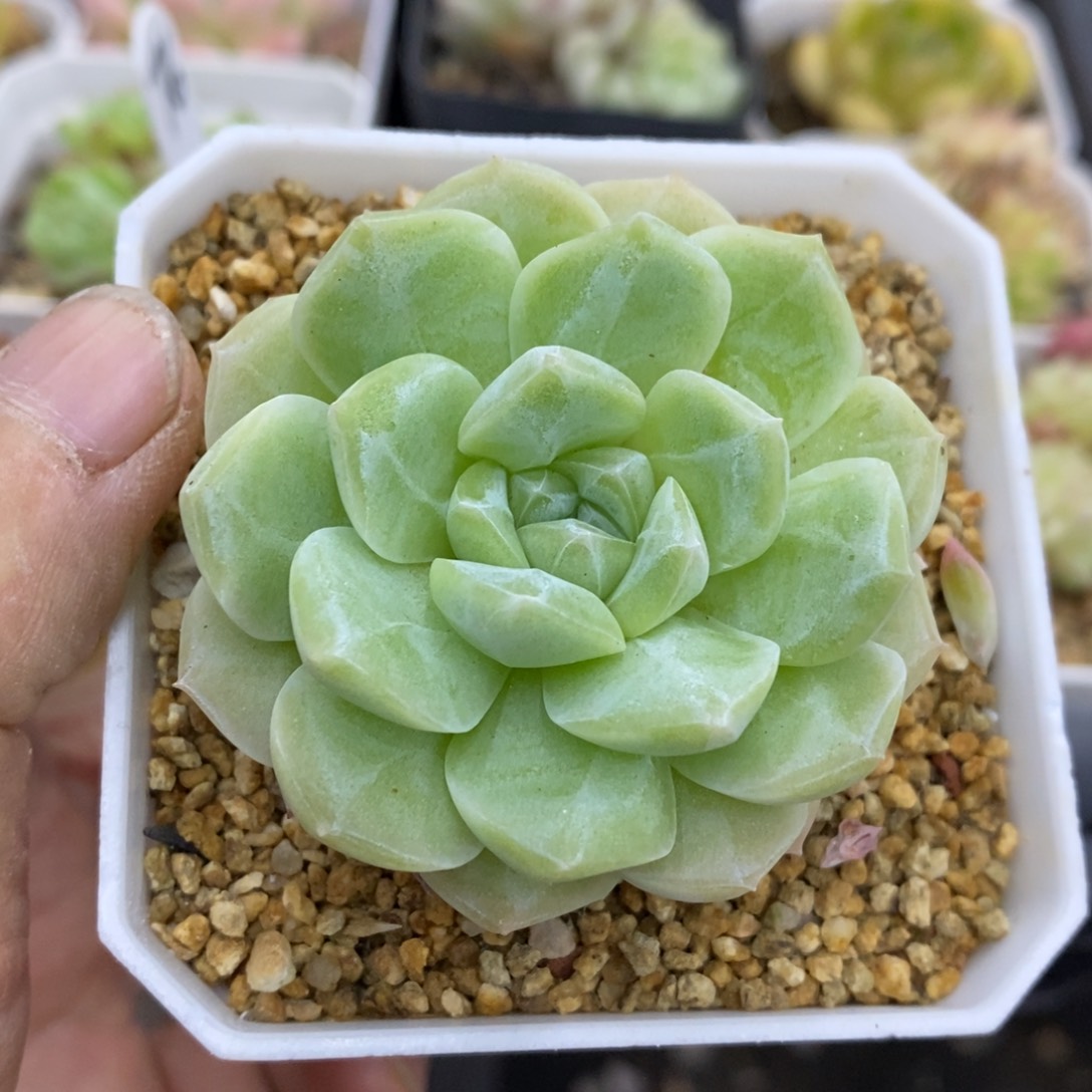 精品多肉一物一拍不包整268