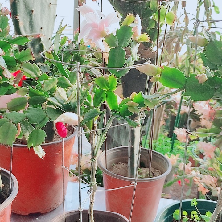 世***巅无花朵叶仙嫁接一物一拍