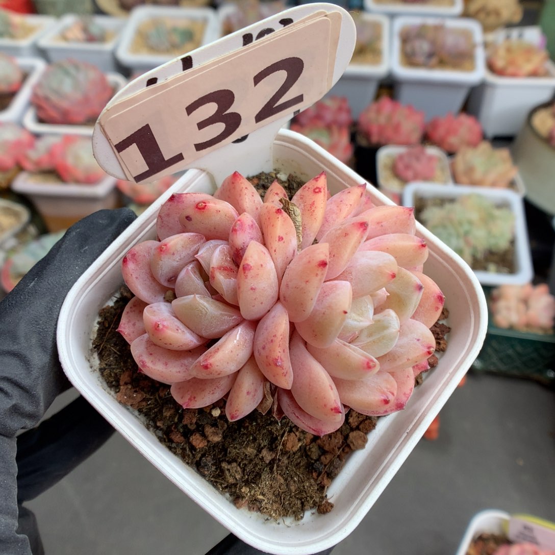 132 双头血斑粉糖心