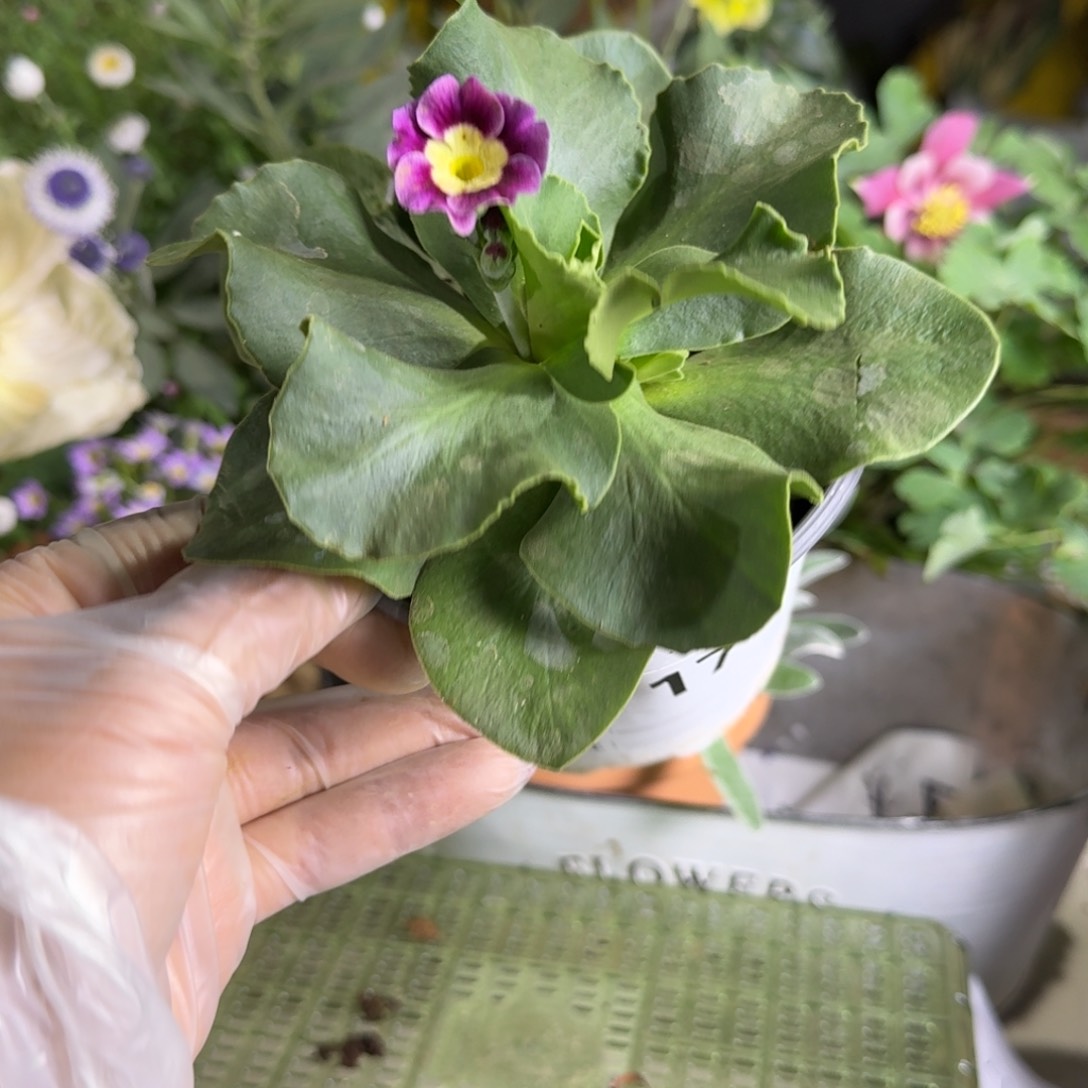 一物一拍  耳叶报春A717