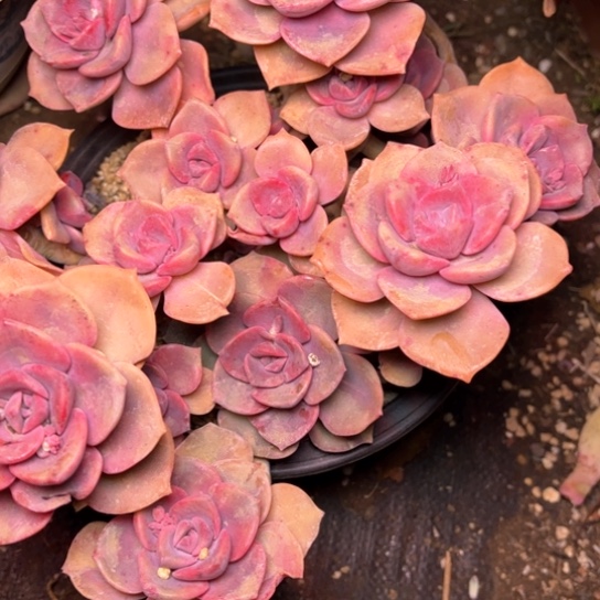 那*多肉植物的植物