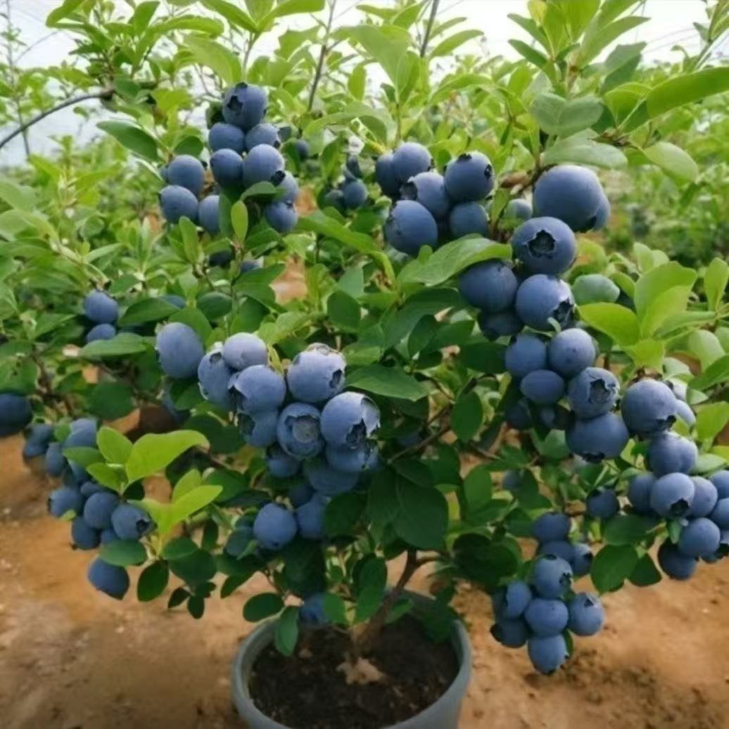 蓝莓树苗适合南北方种植盆栽地栽阳台庭院种植