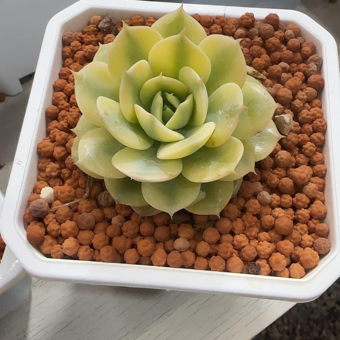 雪域蓝巴黎锦多肉植物