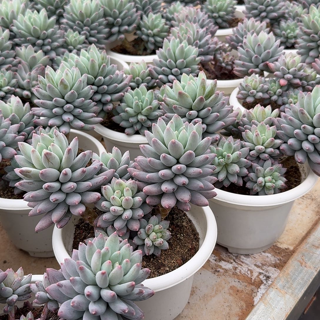 星月菩提整无砍群生多肉