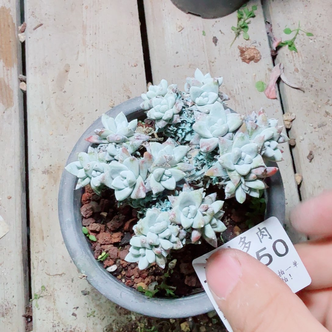 3050白菊仙女杯多肉