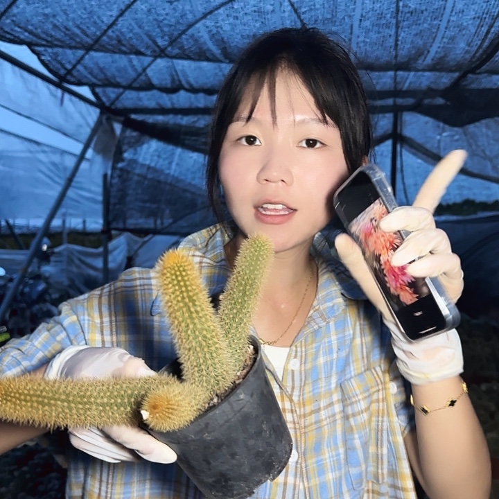 双色金妞（掉头掉崽不售后）3头起