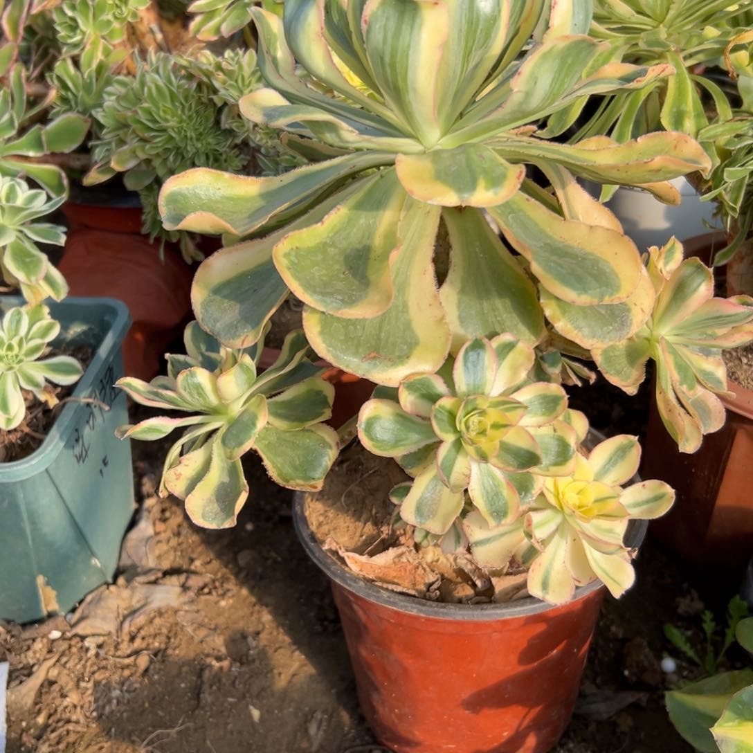 多肉植物大颗燕姿锦