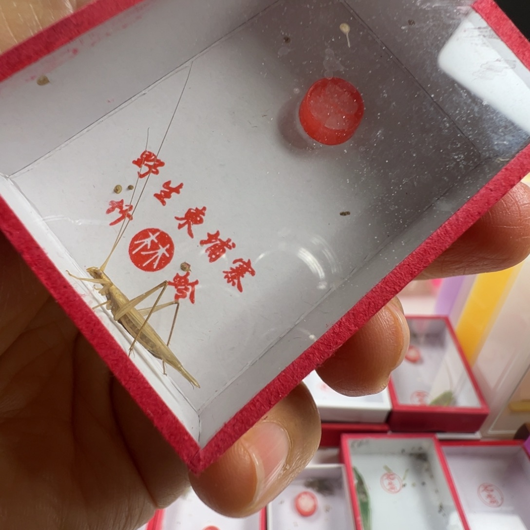 蟋蟀一只柬埔寨漂亮