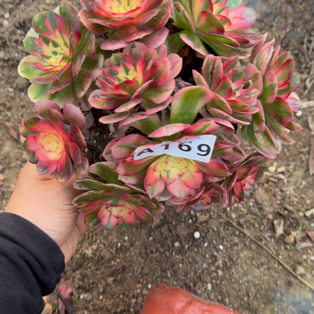 169荔枝。多肉植物