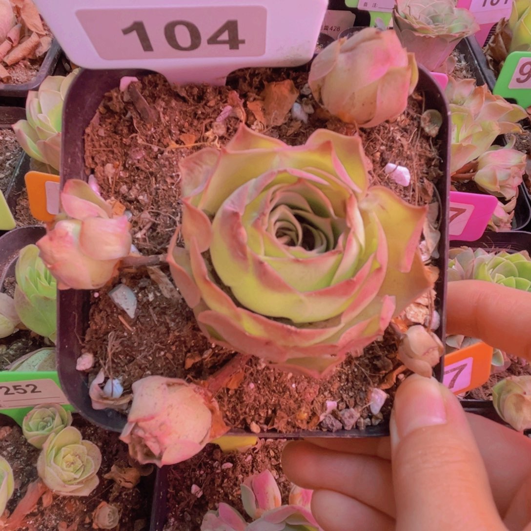 104山地玫瑰粉色