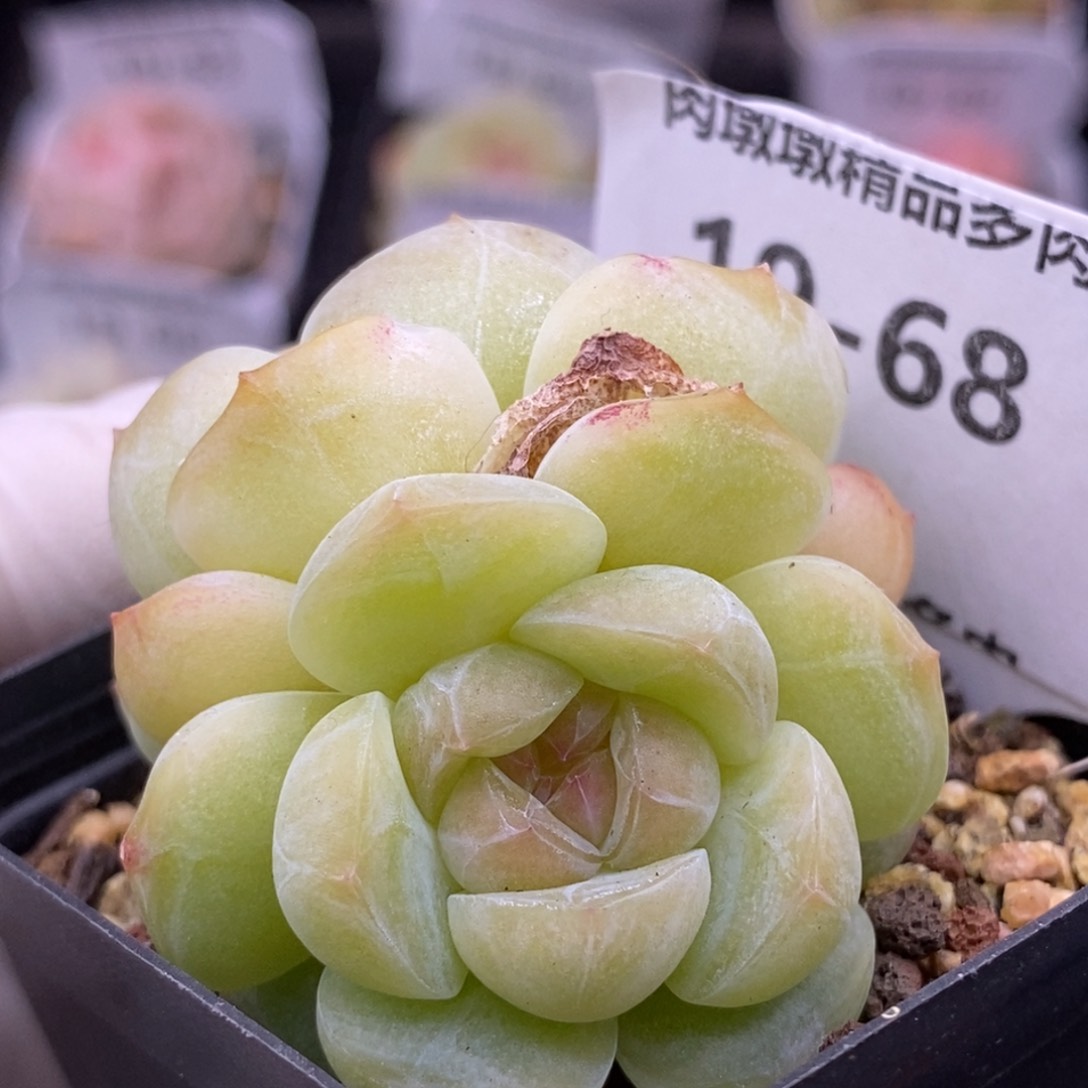 【闪购商品】19-68蜡像