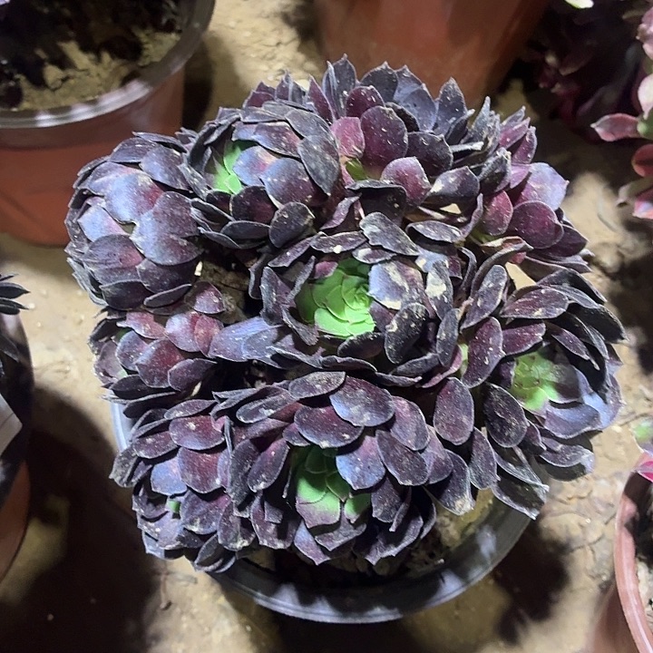 黑玫瑰一棵脱土10