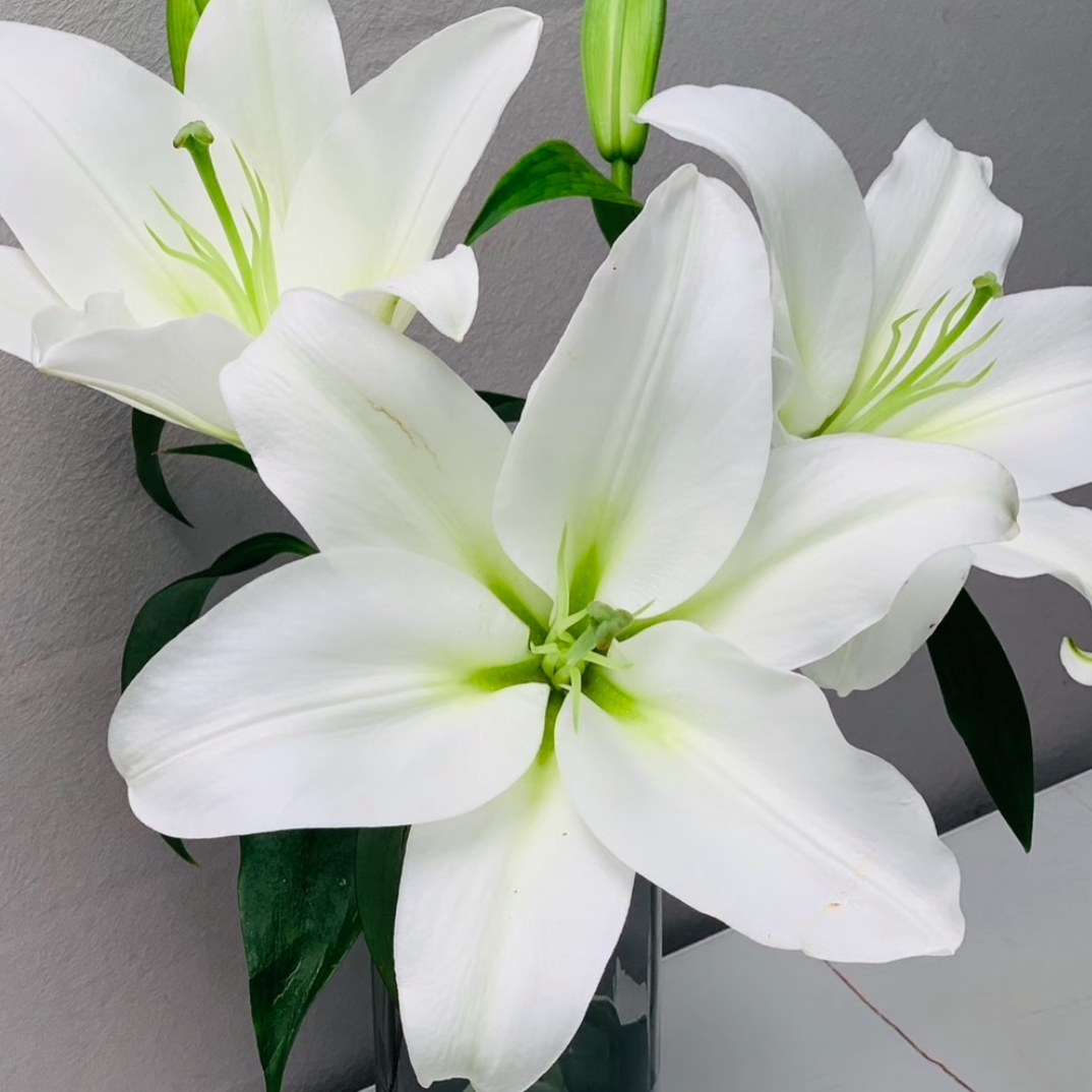 白天霸香水百合花期久