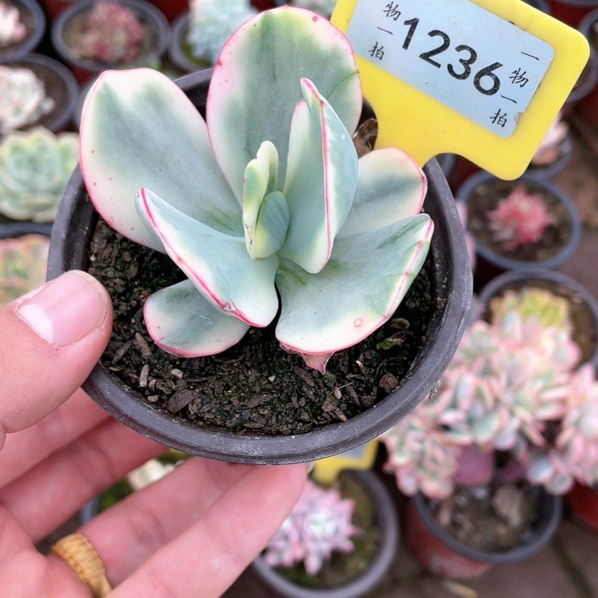 【闪购商品】1236号