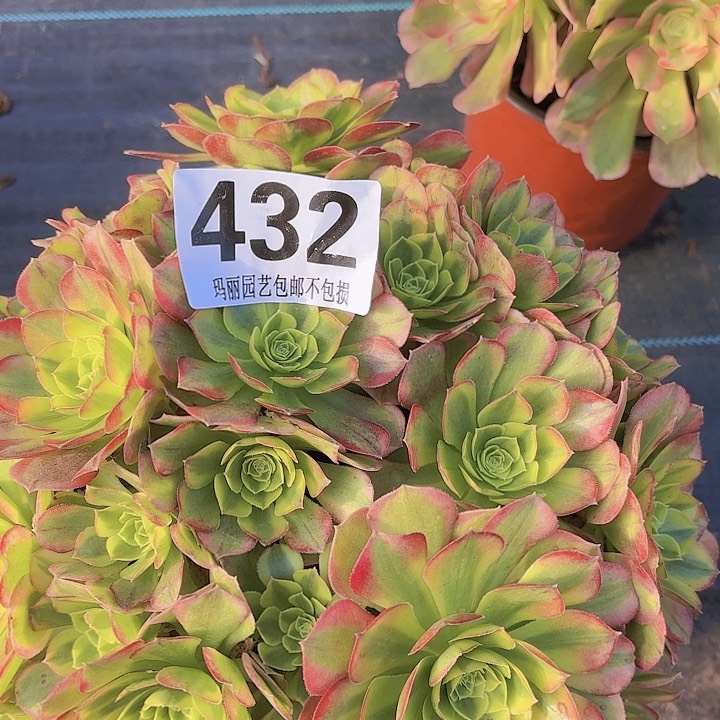 【闪购商品】小**迹432奶白2-8