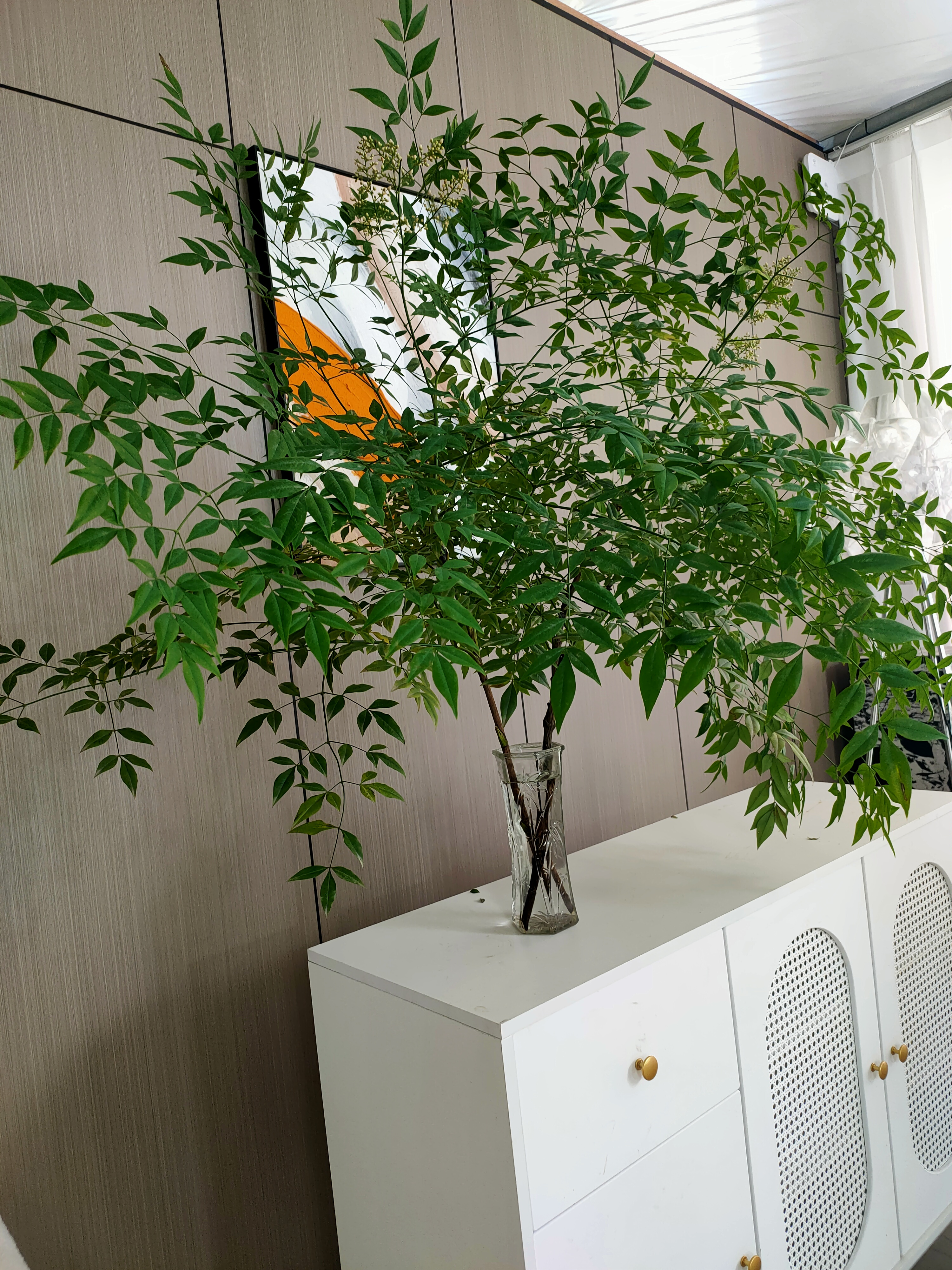 南天竹水培植物室内正宗老桩绿植好养花卉适合客厅家居昆明鲜花