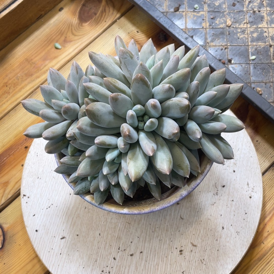 ****1哥特大群多肉植物