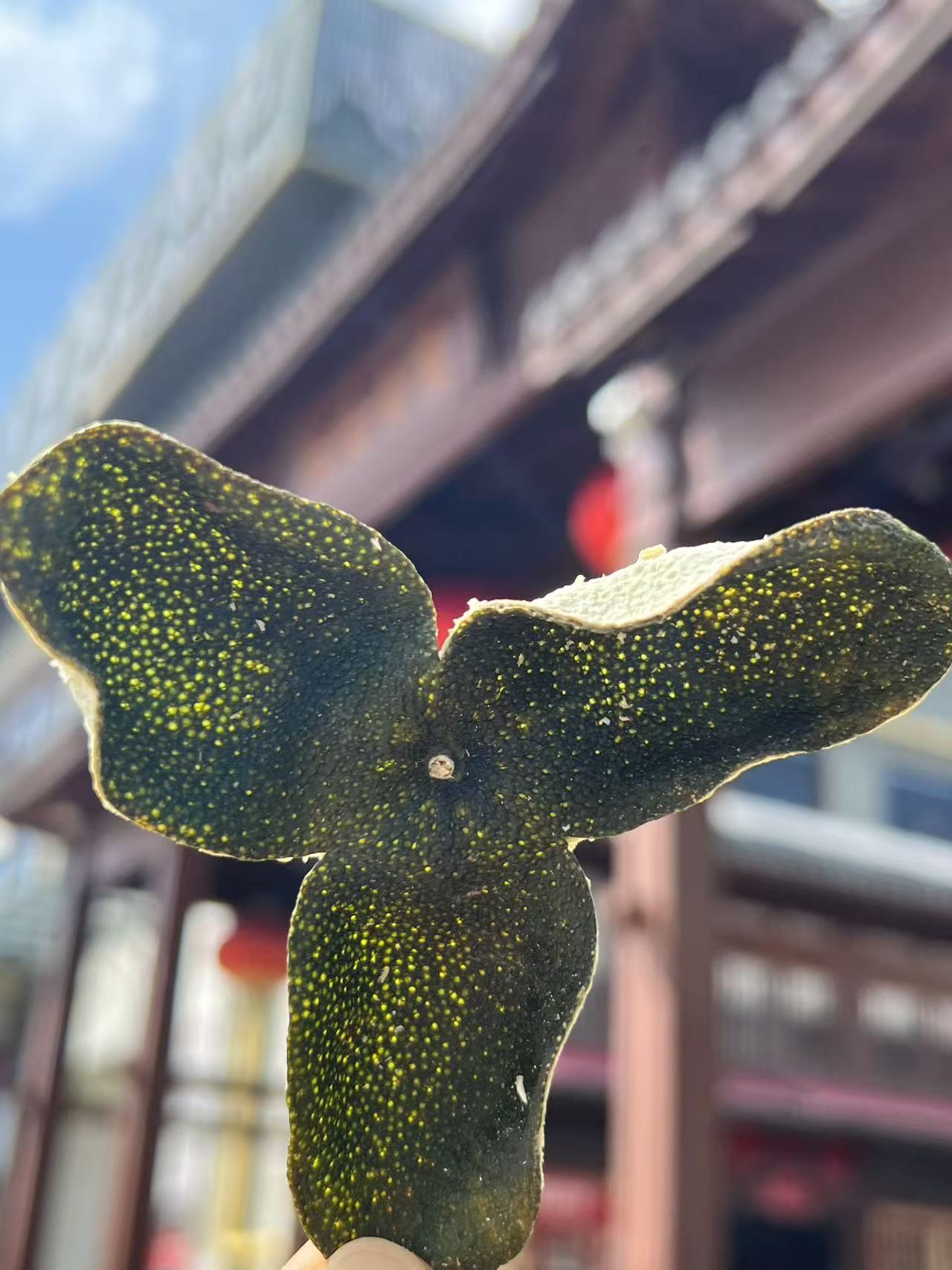 【2025三江深吕青皮】 新会 老树圈枝 柑香 清甜 回甘 陈皮