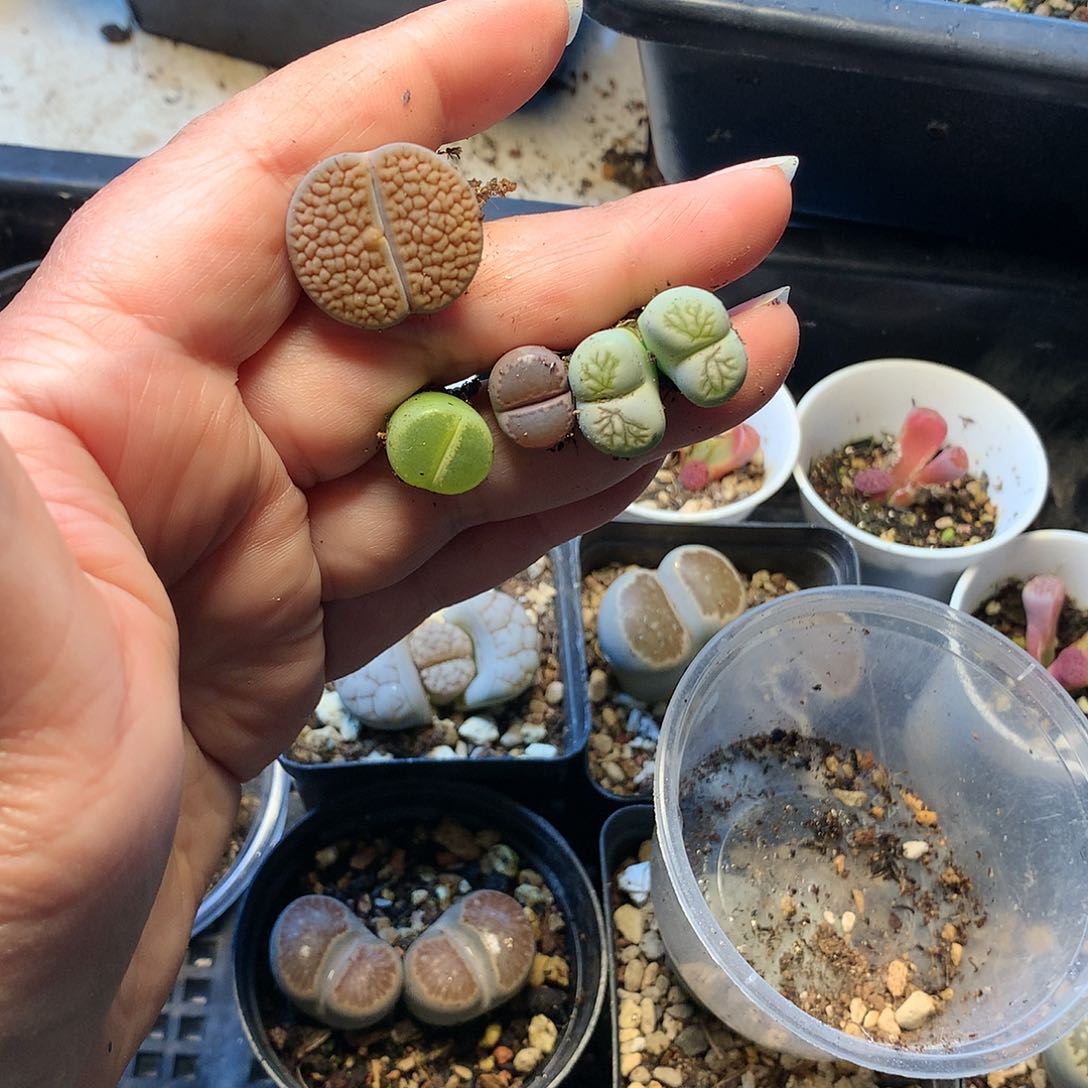 ?**?D385多肉植物保护