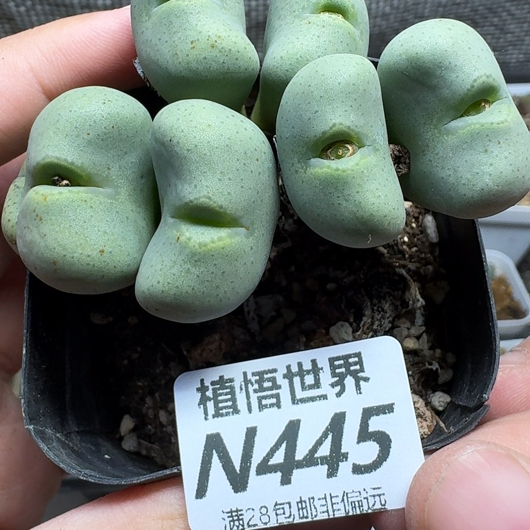 多肉植物的人生fghj