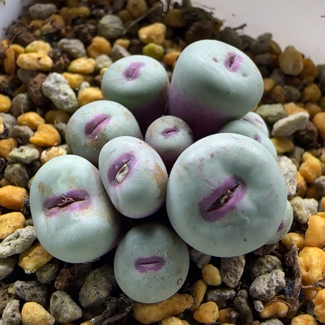 12-13-1-5当天满38包邮11头厚嘟嘟嘴1cm脱土