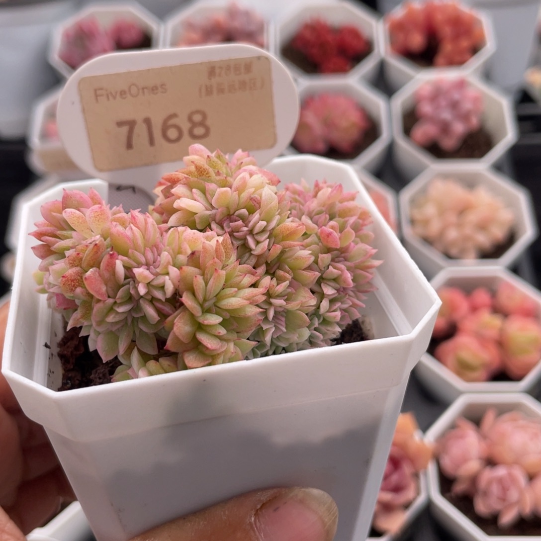 东云缀7168-5.0厘米