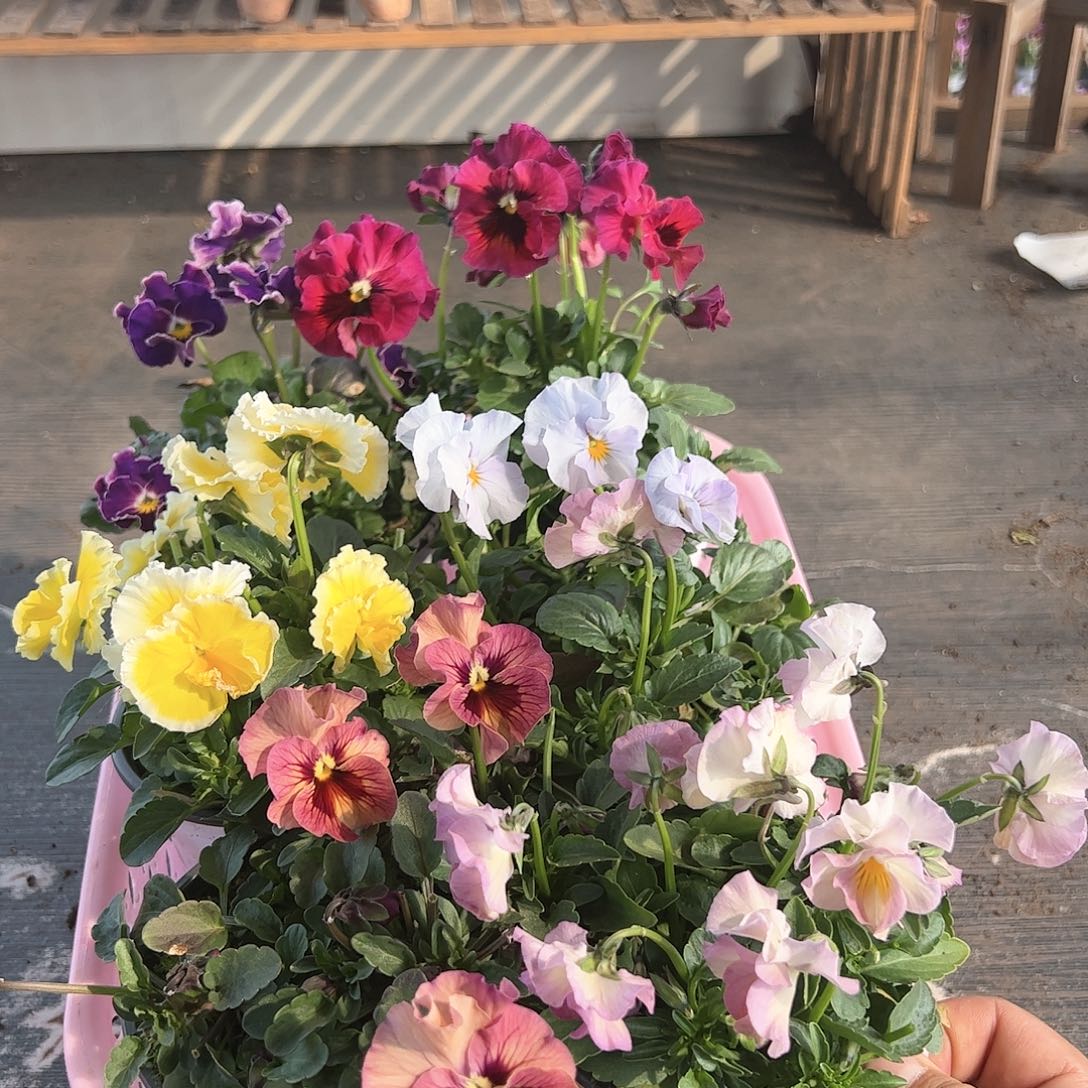 【闪购商品】196号