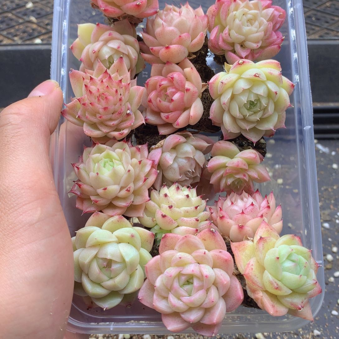 反反复复还是很开心的035