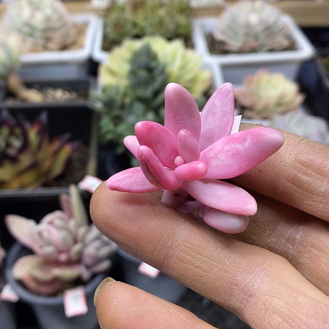 30208 红手指覆轮锦头盖