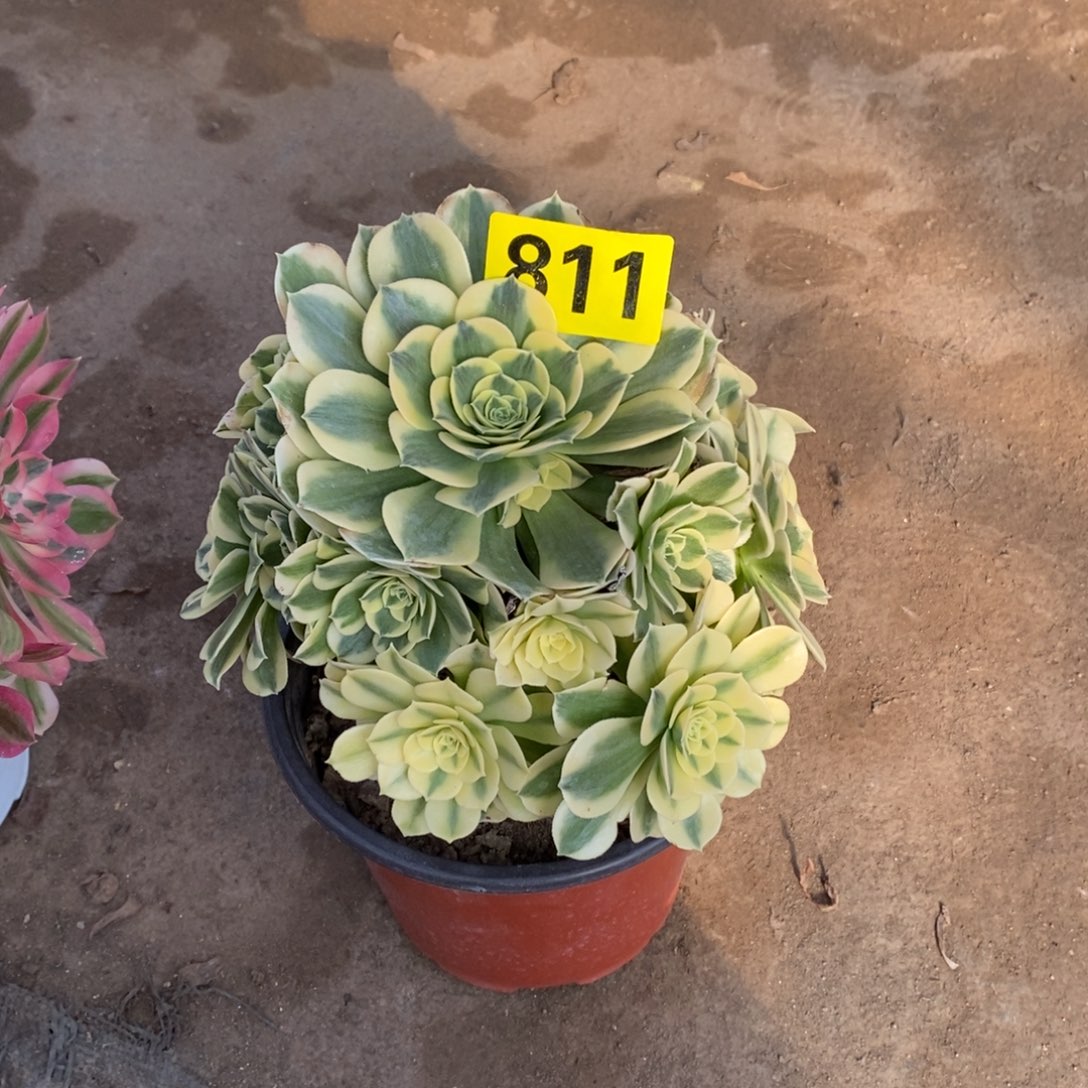 绿豆沙多肉法师811