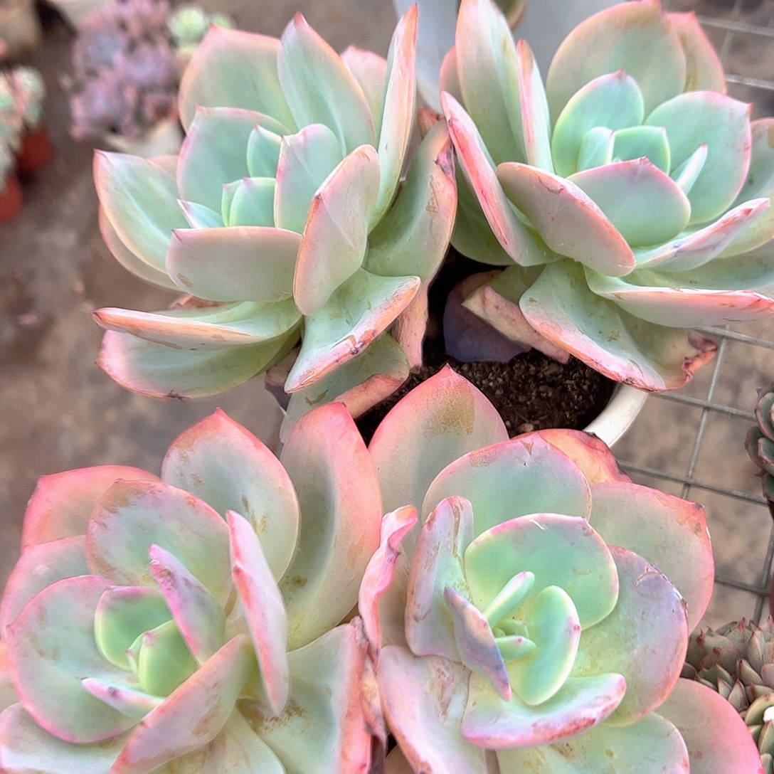 白凤双头起发精品特价二盆