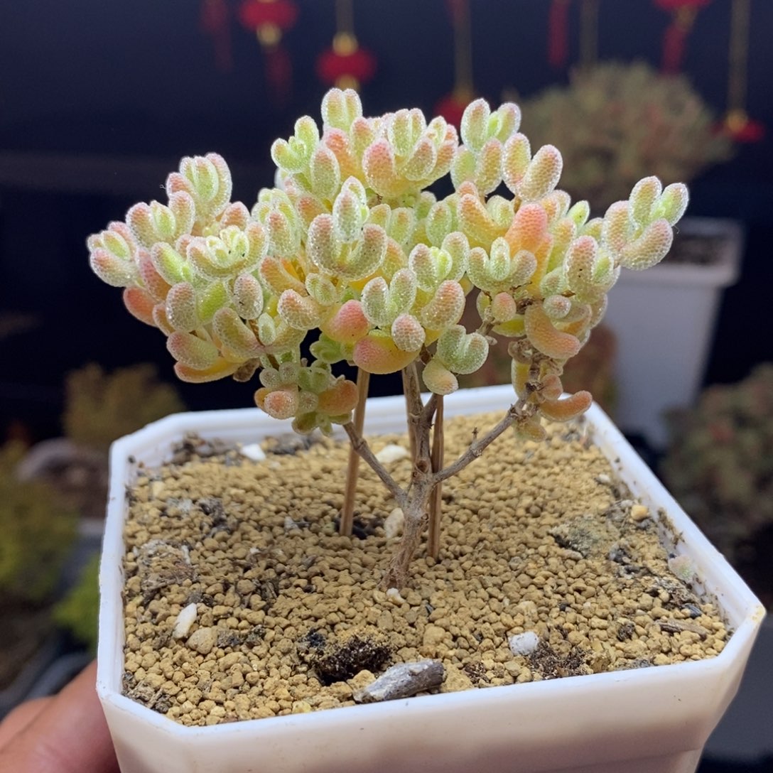 114号优选冰晶枝干多肉（特价）