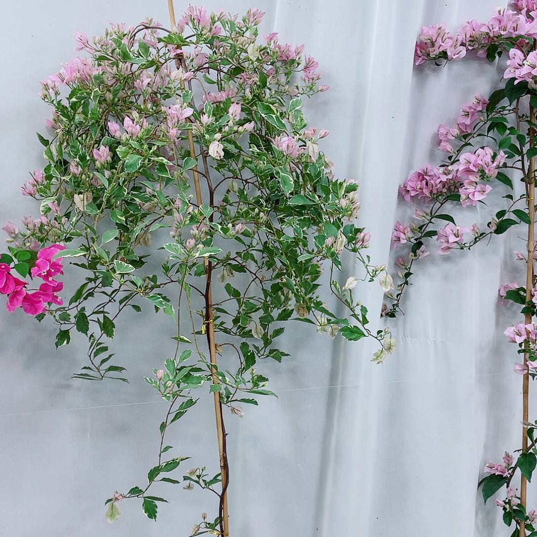 完全开放差价123456