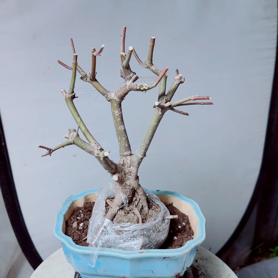 未***有无花朵出星星老桩