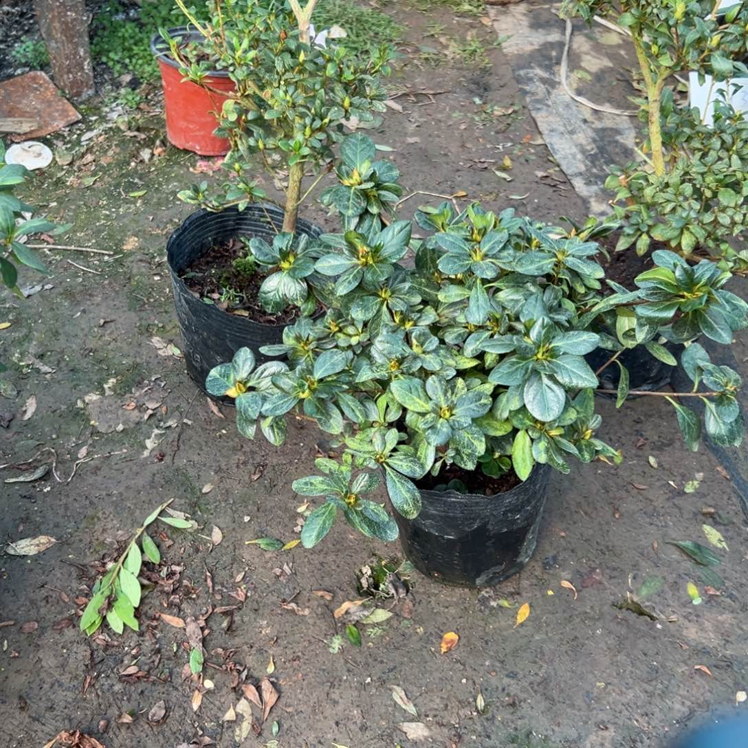 相***豆完全开放绿色光辉