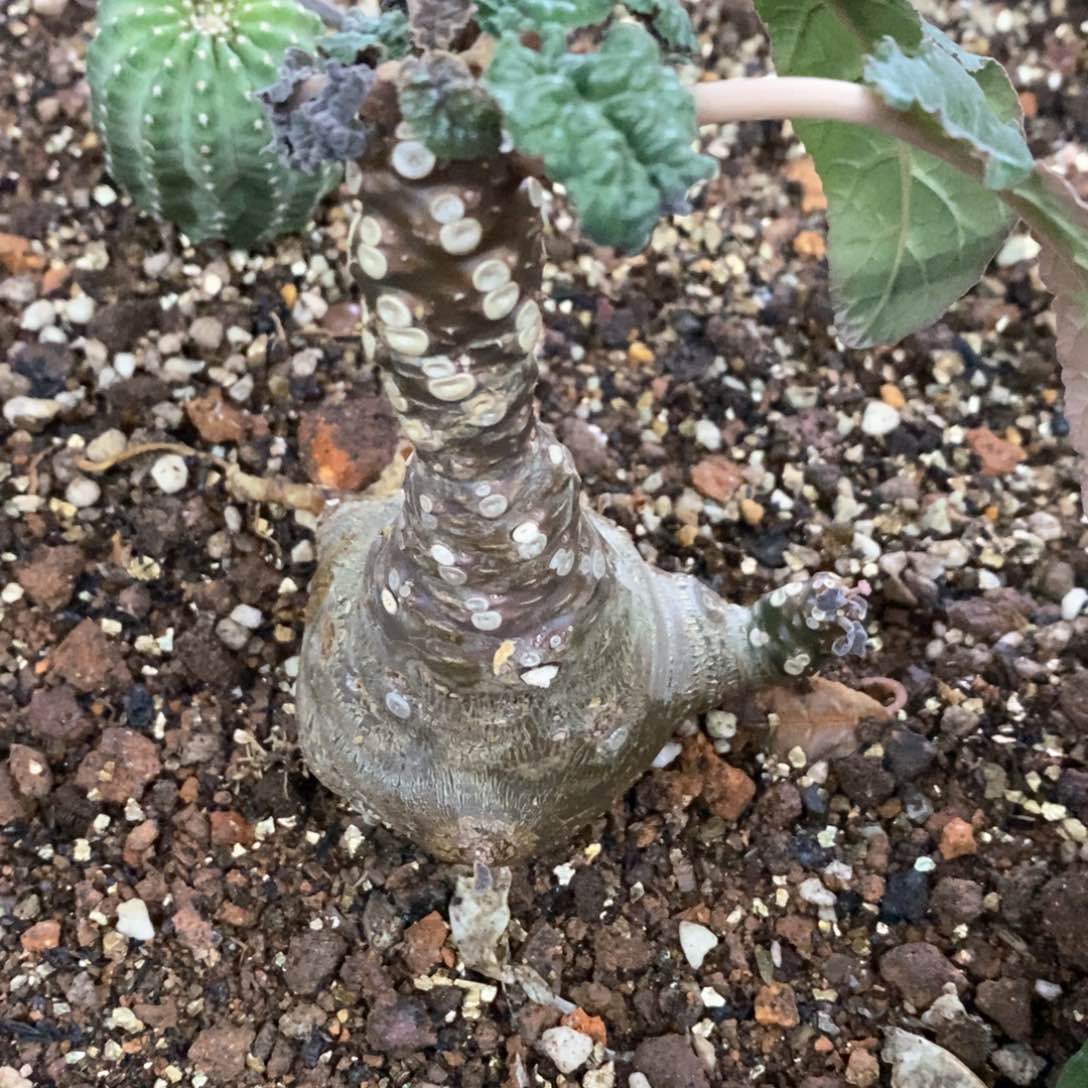 孤品实生大肚子琉桑福利仙人球